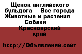 Щенок английского бульдога  - Все города Животные и растения » Собаки   . Красноярский край